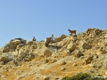 Alonistria - Kato Koufonissi