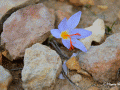 Flower - Koufonisia on a Path