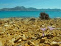 Koufonisia on a Path