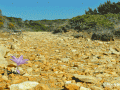 Koufonisia on a Path