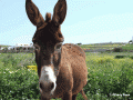 Donkey on Koufonisia