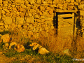 Koufonisia