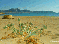 Platia Pounda Beach - Koufonissia
